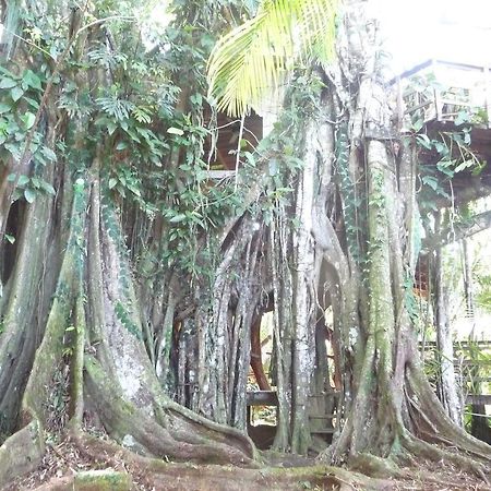 Topos Tree House Кауита Экстерьер фото