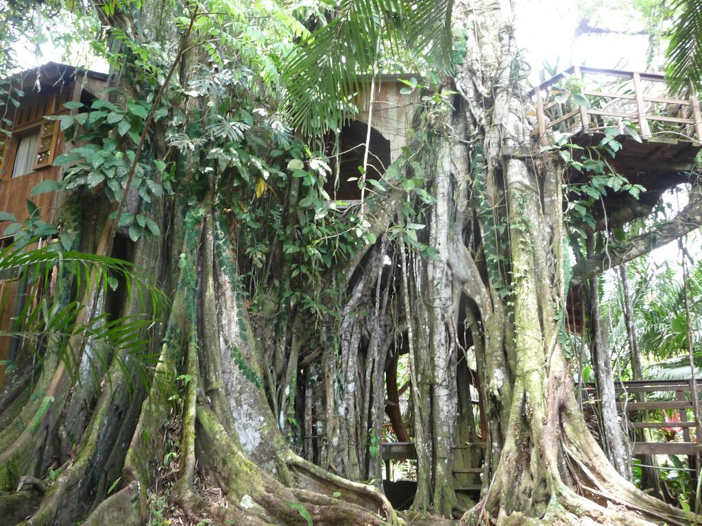 Topos Tree House Кауита Экстерьер фото