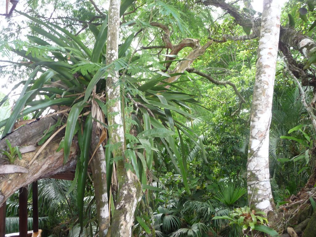 Topos Tree House Кауита Экстерьер фото