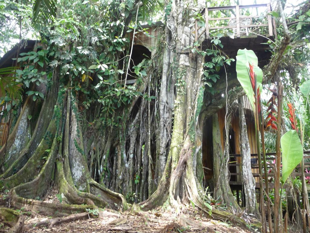 Topos Tree House Кауита Экстерьер фото