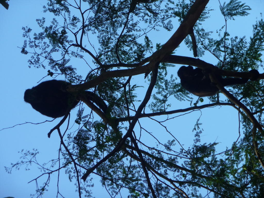 Topos Tree House Кауита Экстерьер фото