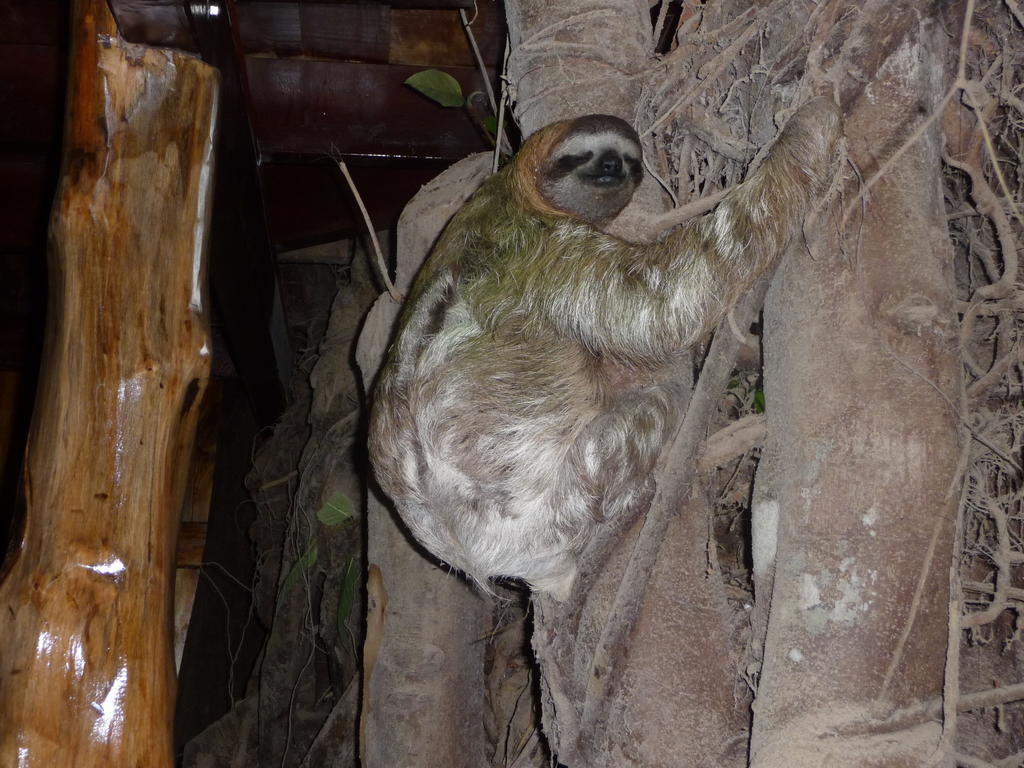 Topos Tree House Кауита Экстерьер фото
