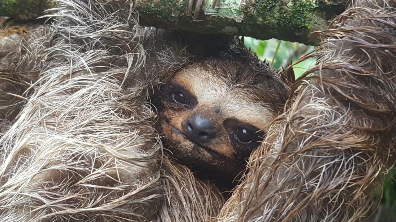 Topos Tree House Кауита Экстерьер фото